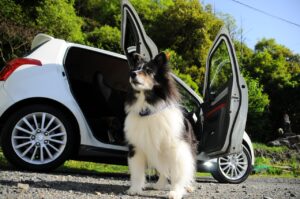Dog in Car Dealership