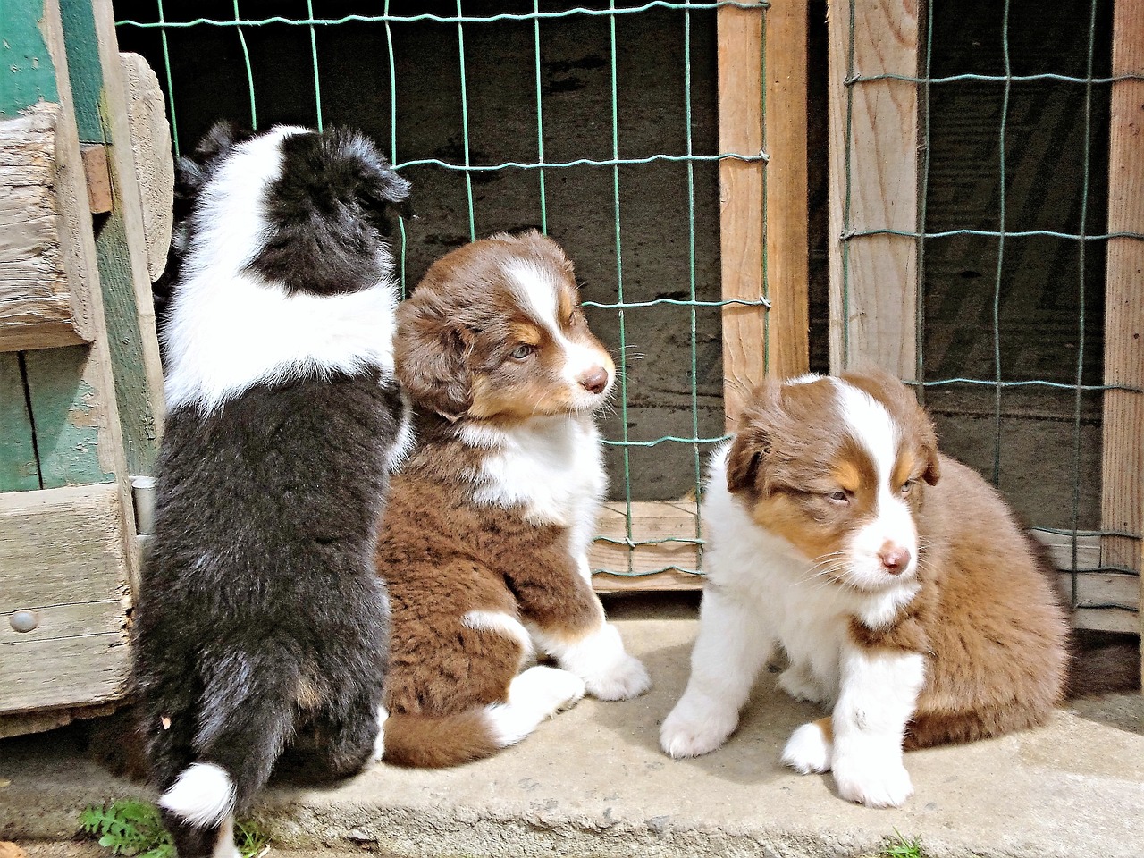 dogs, australia shepards, three puppies