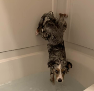 Dog Bath time
