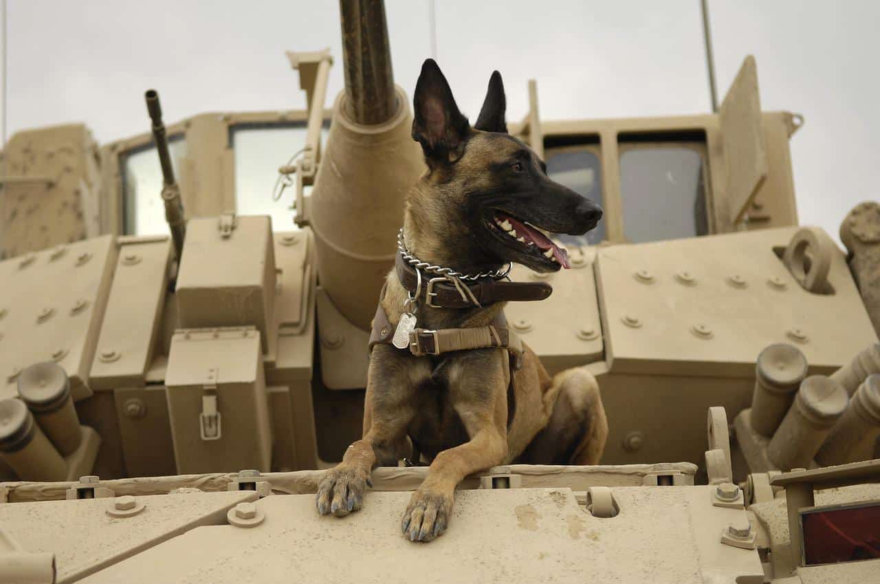 dog, tank, army